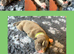 STUNNING BLUE/FAWN & BLUE/WHITE PUPPIES FOR SALE