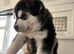 Siberian White Husky - Beautiful male and female husky puppies.