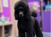 Meet Mimi – The Sweetest Black & Tan Poodle Looking for Her Forever Home