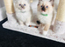 Beautiful Ragdoll Kittens Ready Now.