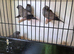 Charcoal zebra finches