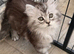 Ready now 3 little Persian x ladies