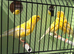 Proven German rollers hens