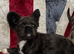 Fluffy frenchie cross.