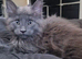 Maine coon kittens