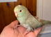 Beautiful baby hand reared mutation kakariki