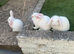3 beautiful albino mini lops