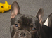 Frenchie cross British bulldog