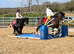 14.3/15H - 9Yo - Bay - Old Fashioned Cob - Gelding - All Rounder / Family Horse