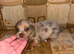Jack Russells
