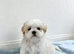 Shih-tzu puppes