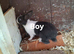 3 blue Dutch rabbit bucks
