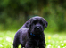 2 MALES LEFT