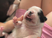 Boston terrier puppies