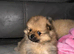 Kc pomeranion puppies