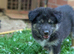 Absolutely Stunning SHOLLIE (German Shepherd x Collie) Puppies