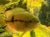 2 chocolate cichlids