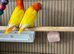 Lutino birds for sale