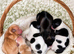 Show cocker x Shih Tzu