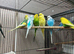 Young budgies