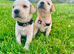 Labrador retriever puppies