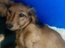 Stunning kc min dachshunds ready now to loving homes. Only 2 left !