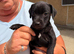 Patterdale puppies