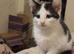10 week old female kitten