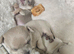 Chihuahua puppies 3 girls 800