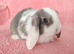 Mini lop baby rabbits for sale