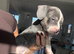 Staffy x Frenchie puppies