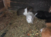 Adult male guinea pigs
