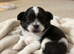 One handosme boy shih tzu