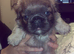 Female visual fluffy frenchie