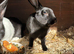 Beautiful Baby Rex Bunnies Purebred 12 Weeks