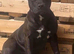 11 month old Staffy bitch kc reg