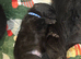 Black German shepherd