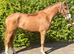 Super class 1 Irish draught