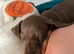 Miniature dachshund