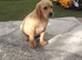 Labrador puppies