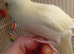 Kakariki cream 9 week old