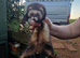 Ferret kits available