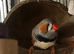 ZEBRA FINCH PAIR