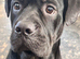 A loving cane corso cross sharpei