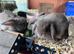 Adorable little lops