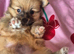 pomeranian puppys