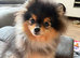 6month old male pomeranian kc