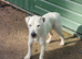 Parson Jack Russell For Stud