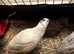 Male Coturnix Quail for Sale - Sparkly Fee, Celadon & Mixed Colours