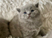 STUNNING PEDIGREE BRITISH SHORTHAIRS
